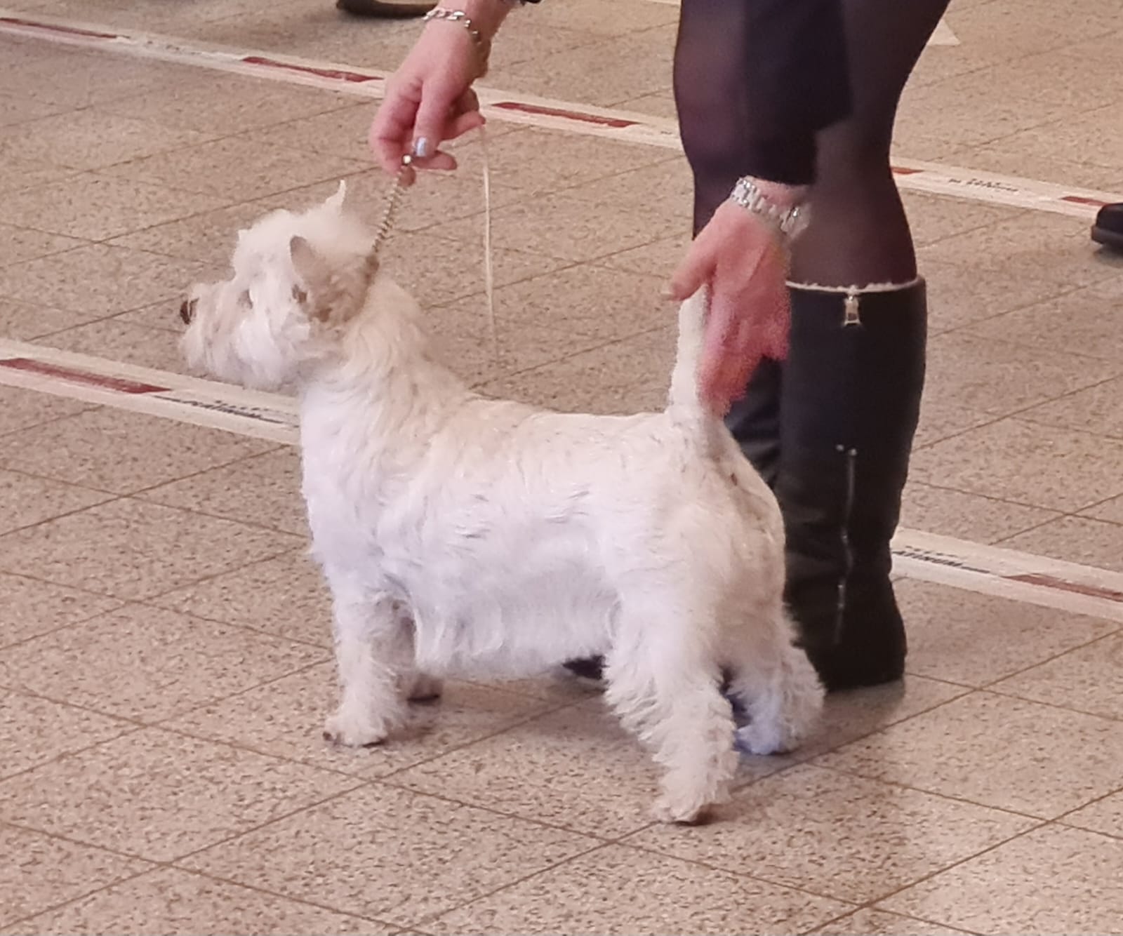 Primadonna Von Tinsdal